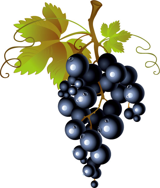 clipart gratuit vigne raisin - photo #21