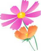 秋の無料イラスト素材-秋桜