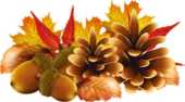 秋のイラスト２ 花 植物 動物 食べ物など 無料のフリー素材集