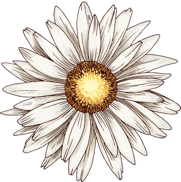 10月のイラストno 24 10月誕生花 ガーベラ 無料のフリー素材集 花鳥風月