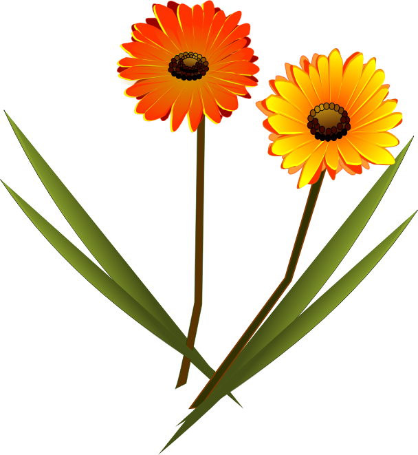 10月のイラストno 26 10月誕生花 ガーベラ 無料のフリー素材集 花鳥風月