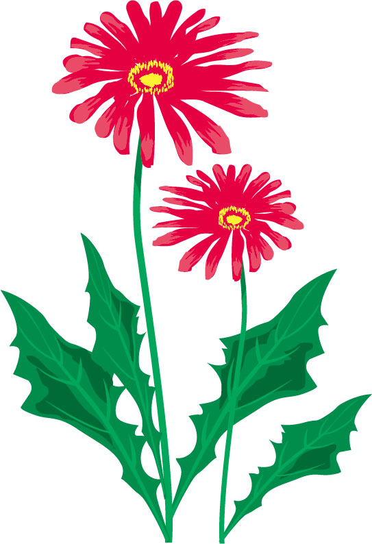 10月のイラストno 29 10月誕生花 ガーベラ 無料のフリー素材集 花鳥風月