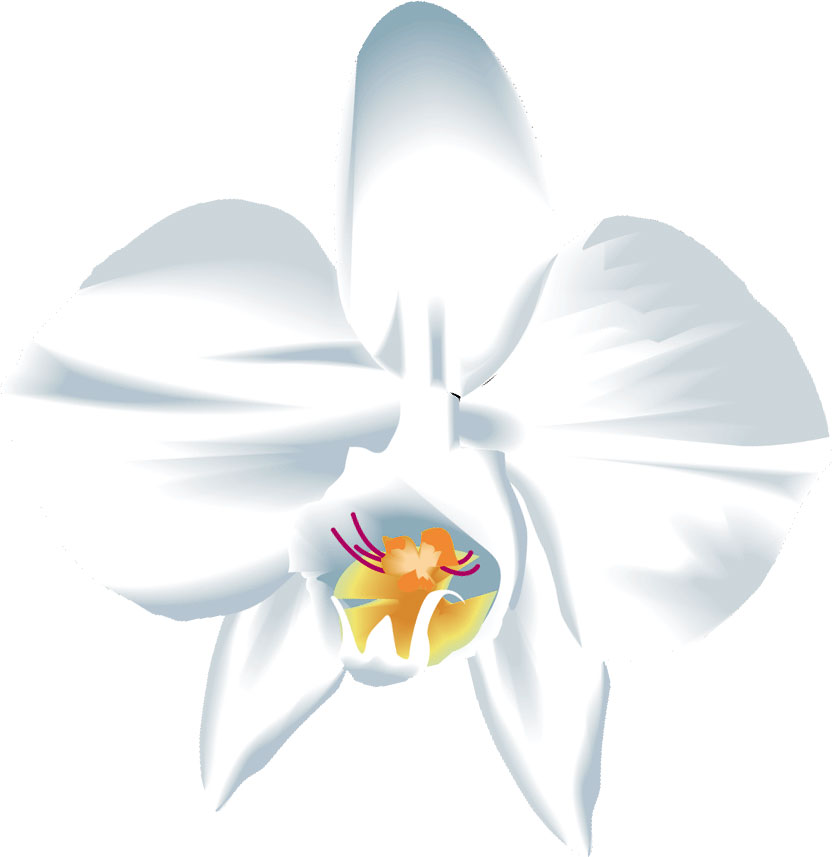 12月のイラストno 66 12月誕生花 カトレア 無料のフリー素材集 花鳥風月