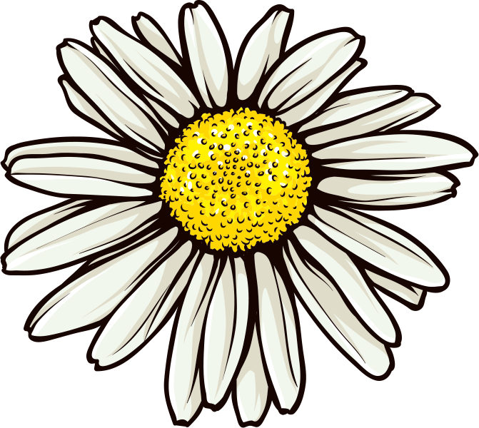 ２月のイラストno 155 2月誕生花 マーガレット 無料のフリー素材集 花鳥風月