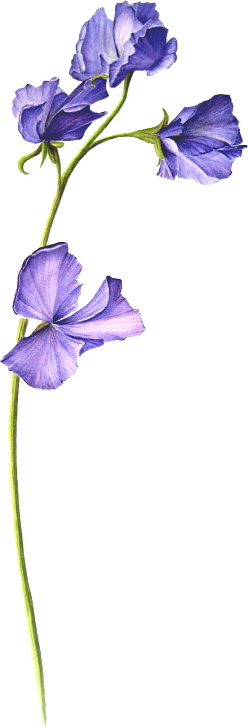 ３月のイラストno 111 3月誕生花 スイートピー 無料のフリー素材集 花鳥風月