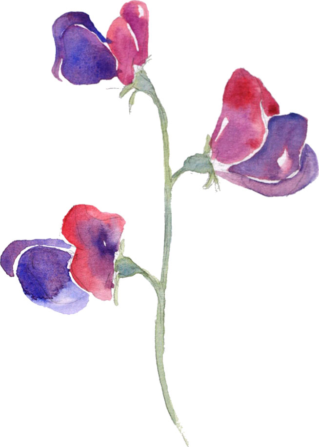 ３月のイラストno 113 3月誕生花 スイートピー 無料のフリー素材集 花鳥風月