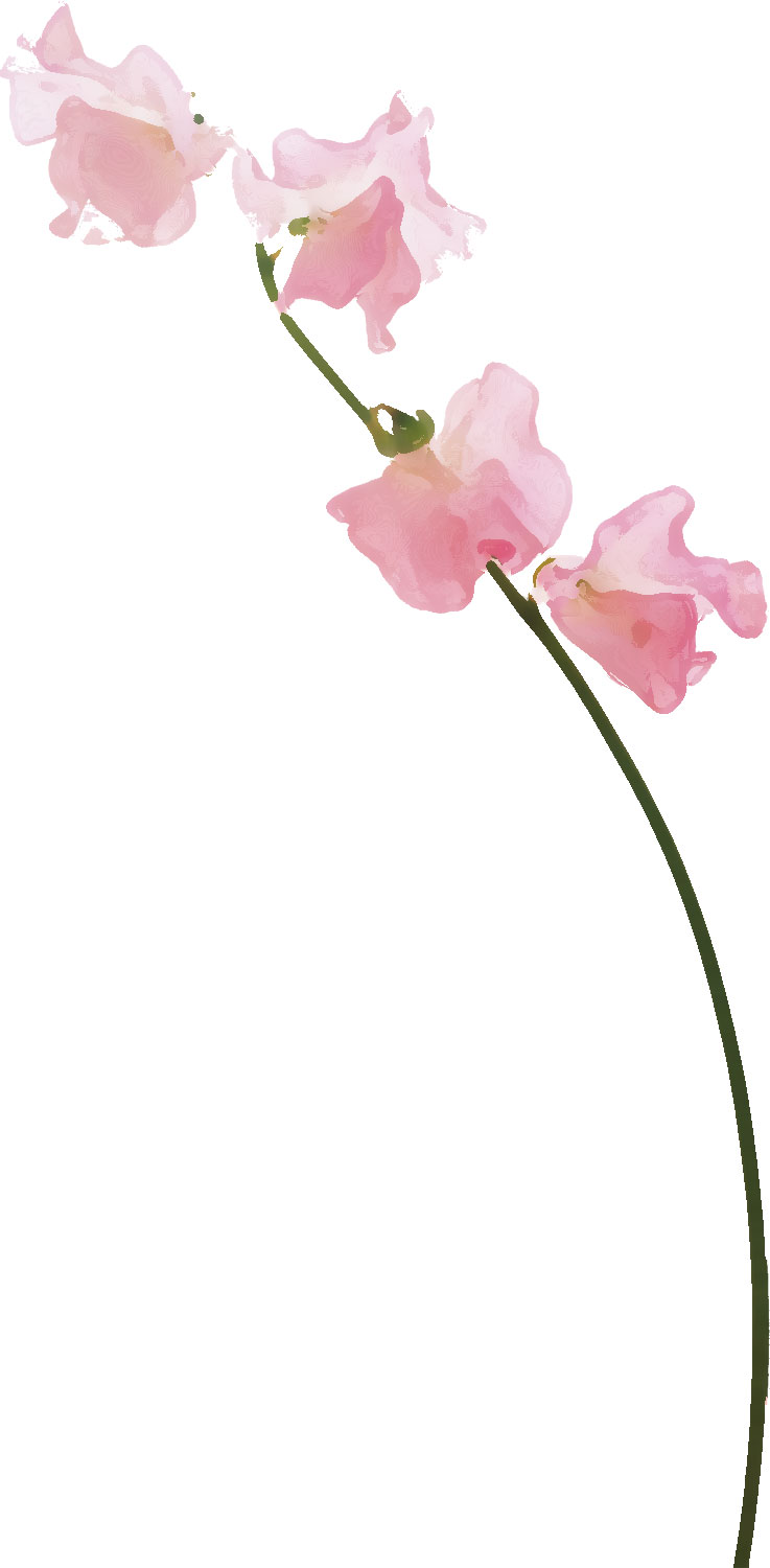 ３月のイラストno 115 3月誕生花 スイートピー 無料のフリー素材集 花鳥風月