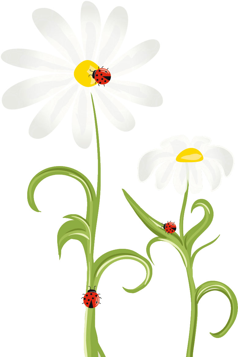 春のイラストno 151 白い花とてんとう虫 無料のフリー素材集 花鳥風月