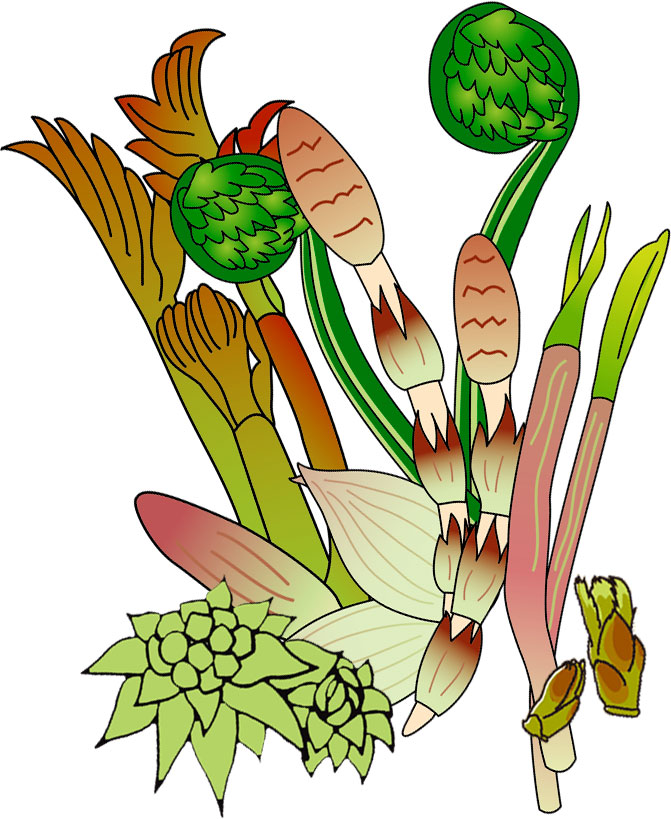 春のイラストno 173 春の山菜 無料のフリー素材集 花鳥風月