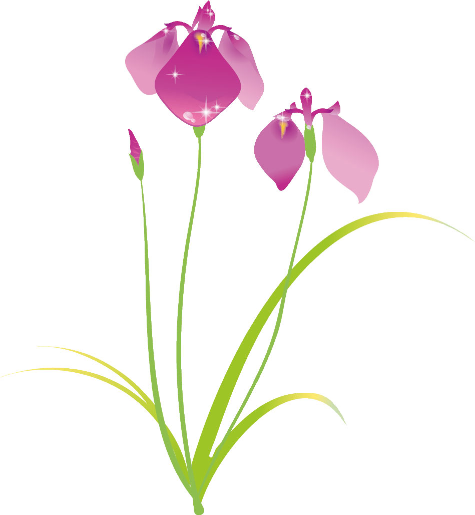 春のイラストno 041 輝くショウブの花 無料のフリー素材集 花鳥風月