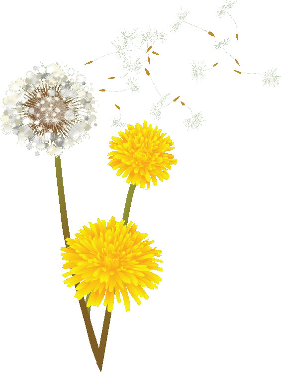 春のイラストno 012 タンポポの綿毛 無料のフリー素材集 花鳥風月
