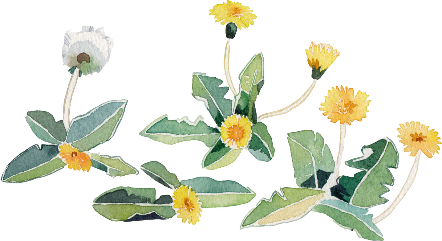 春のイラストno 016 水彩画風タンポポ 無料のフリー素材集 花鳥風月