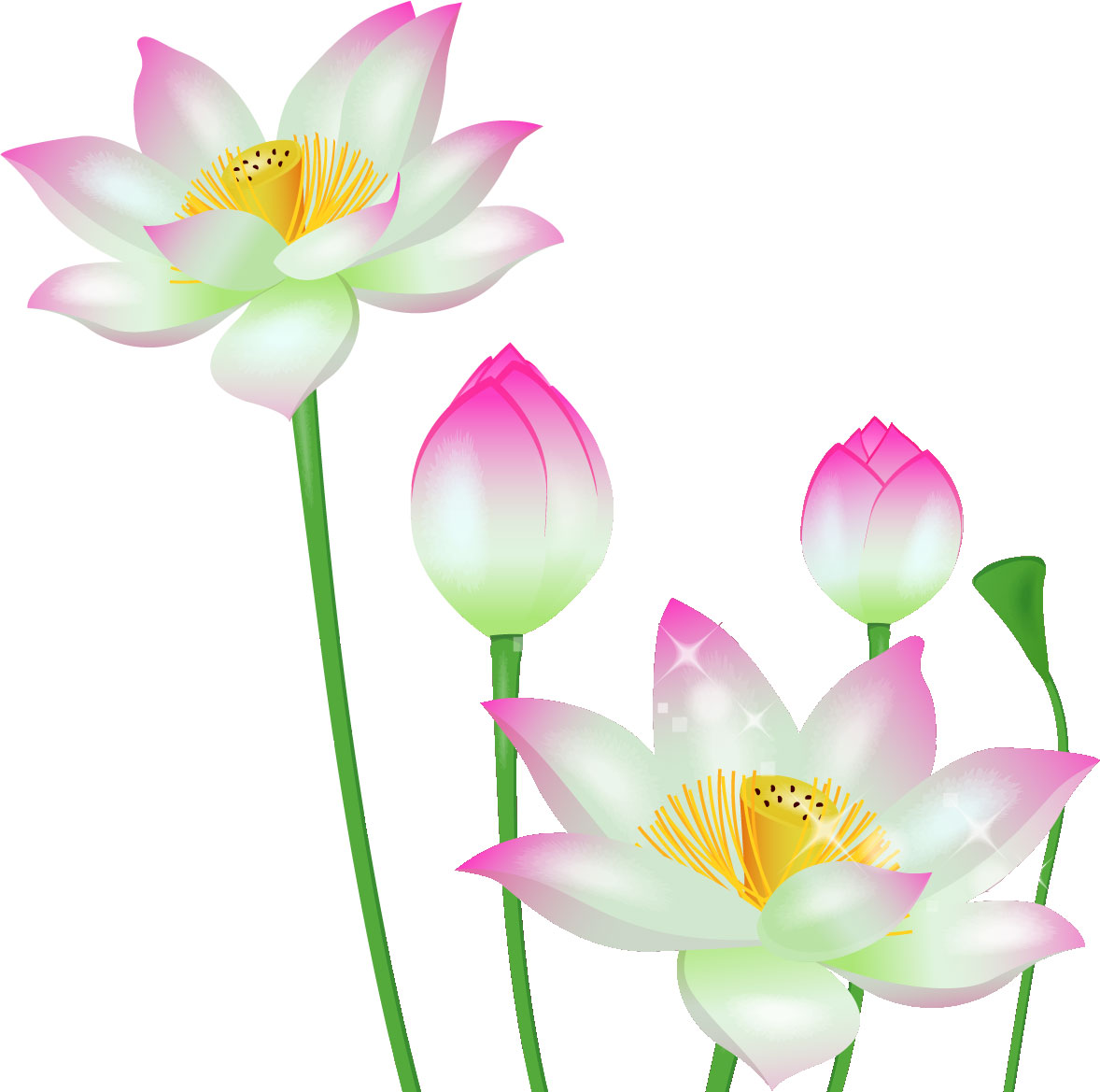 夏のイラストno 308 蓮の花とつぼみ 無料のフリー素材集 花鳥風月